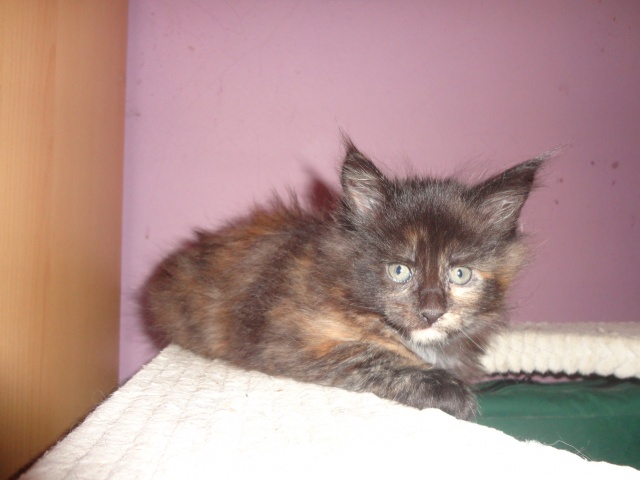 Maine Coon - mainská mývalia mačka - www.maine-coons.sk